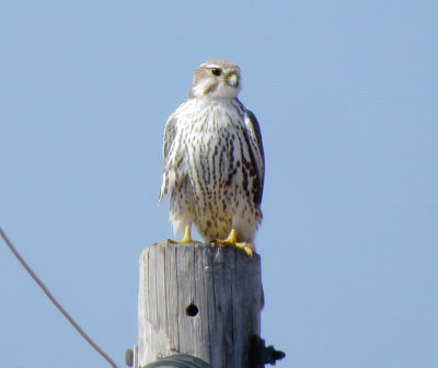 Prairie Falcon