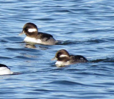 Bufflehead