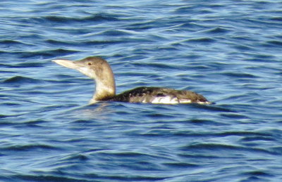 Yellow-Billed Loon