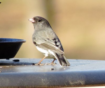 Dark-Eyed Junco