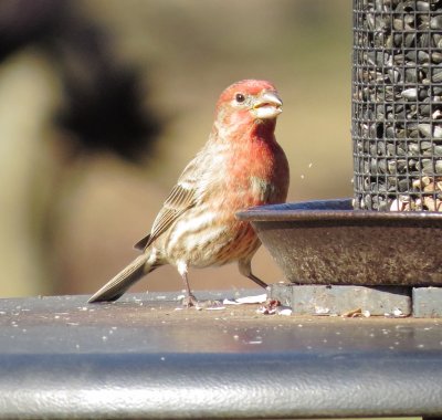 House Finch