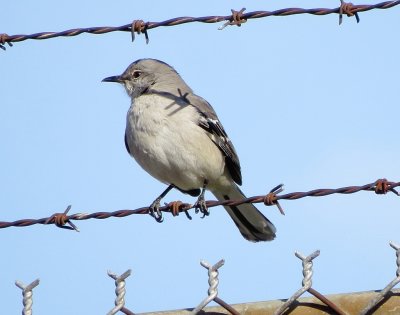 Northern Mockingbird