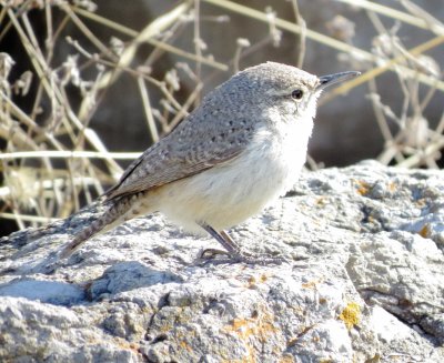 Rock Wren