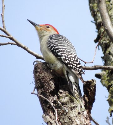 Red-Bellied Woodpecker