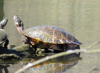 River Cooter