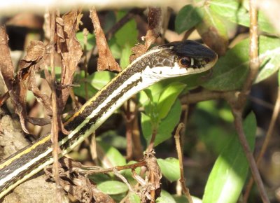Western Ribbon Snake