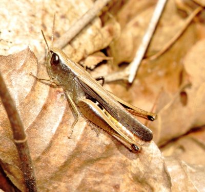 Brown Winter Grasshopper