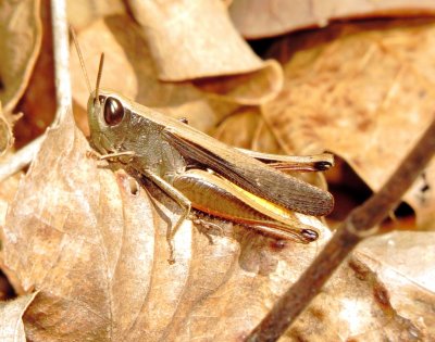 Brown Winter Grasshopper