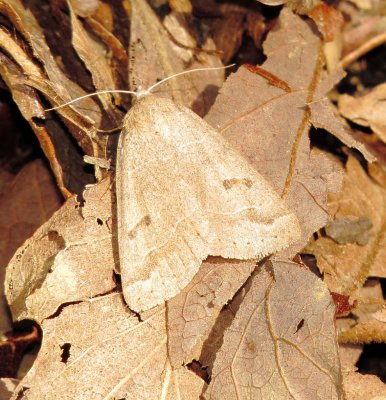 Common Oak Moth