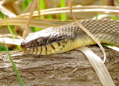 Plain Bellied Watersnake