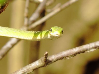Rough Greensnake