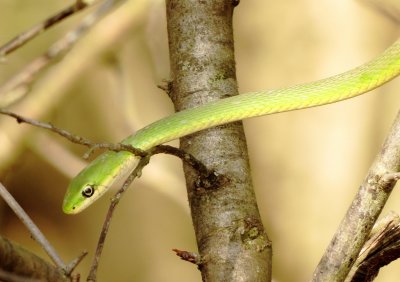 Rough Greensnake