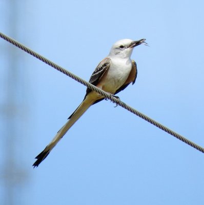 Scissor-Tailed Flycatcher