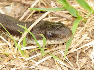 Western Rat Snake