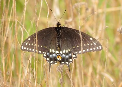 Black Swallowtail