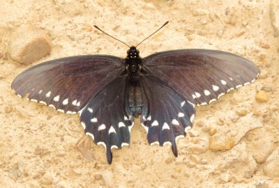 Pipevine Swallowtail