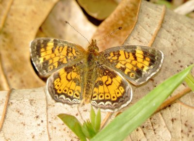 Pearl Crescent
