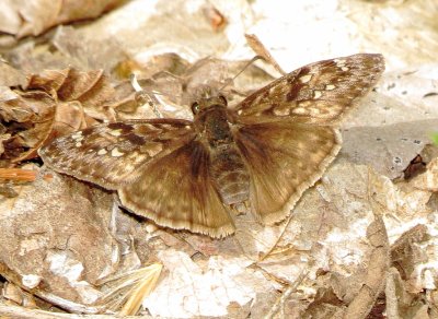 Juvenal's Duskywing