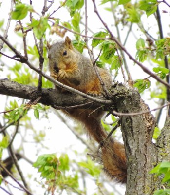 Eastern Fox Squirrel