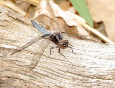 Blue Corporal