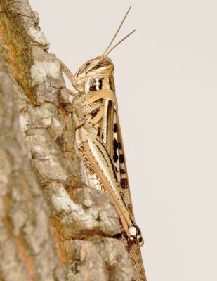 American Bird Grasshopper