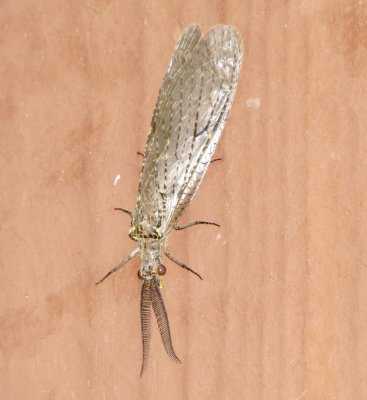 Spring Fishfly