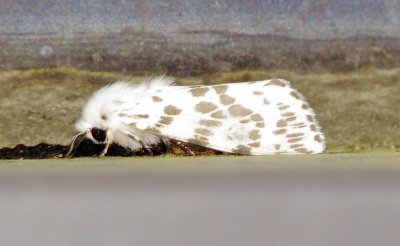 Fall Webworm Moth