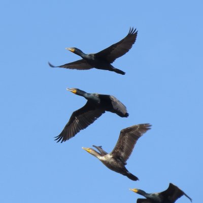 Double-Crested Cormorant