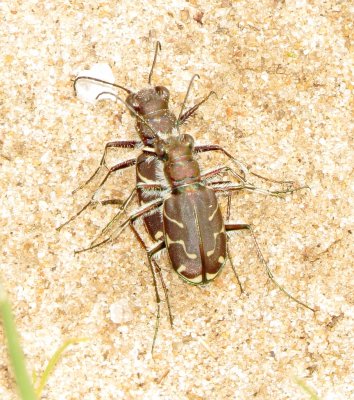 Oblique-Lined Tiger Beetle