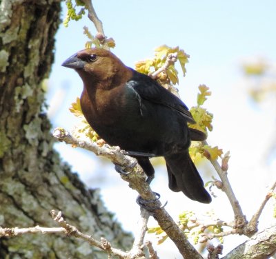 Brown-Headed Cowbird