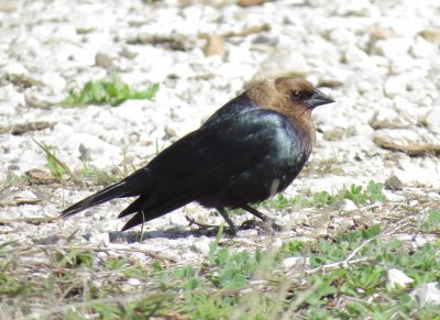 Brown-Headed Cowbird