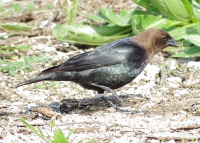 Brown-Headed Cowbird