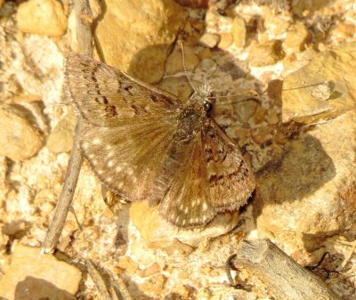 Sleepy Duskywing
