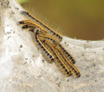 Eastern Tent Caterpillar