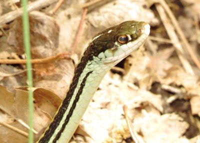 Western Ribbonsnake