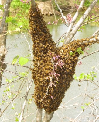 Western Honeybee