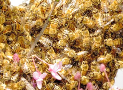 Western Honeybee