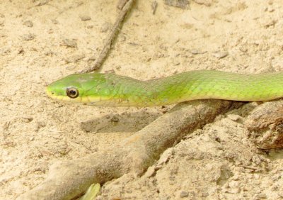 Rough Greensnake