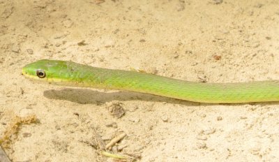 Rough Greensnake