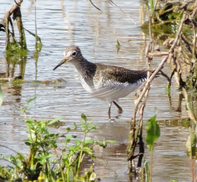 Solitary Sandpiper