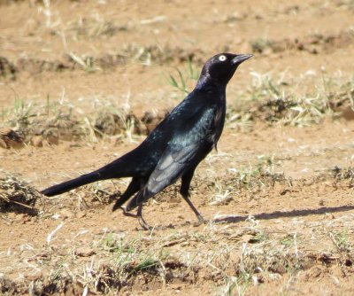 Brewer's Blackbird