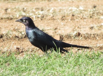 Brewer's Blackbird