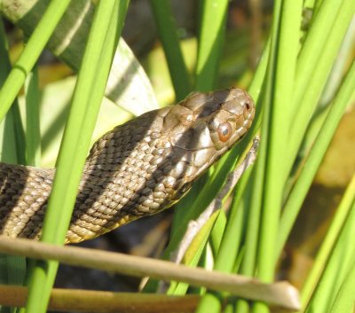 Diamondback Watersnake