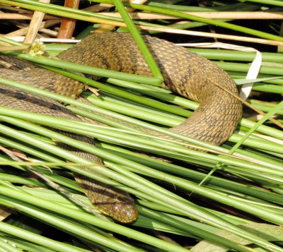 Diamondback Watersnake
