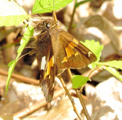 Silver-Spotted Skipper