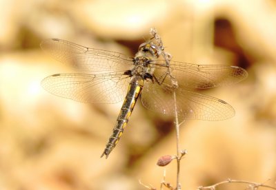 Baskettail Species