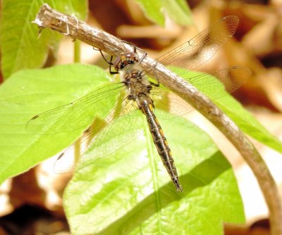 Baskettail Species
