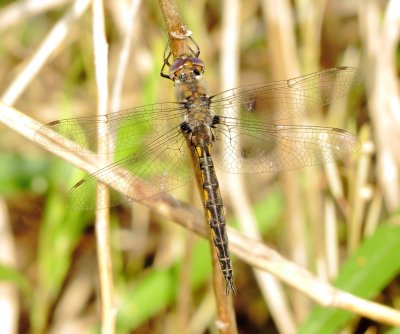 Baskettail Species