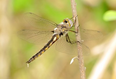 Baskettail Species