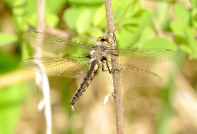 Baskettail Species